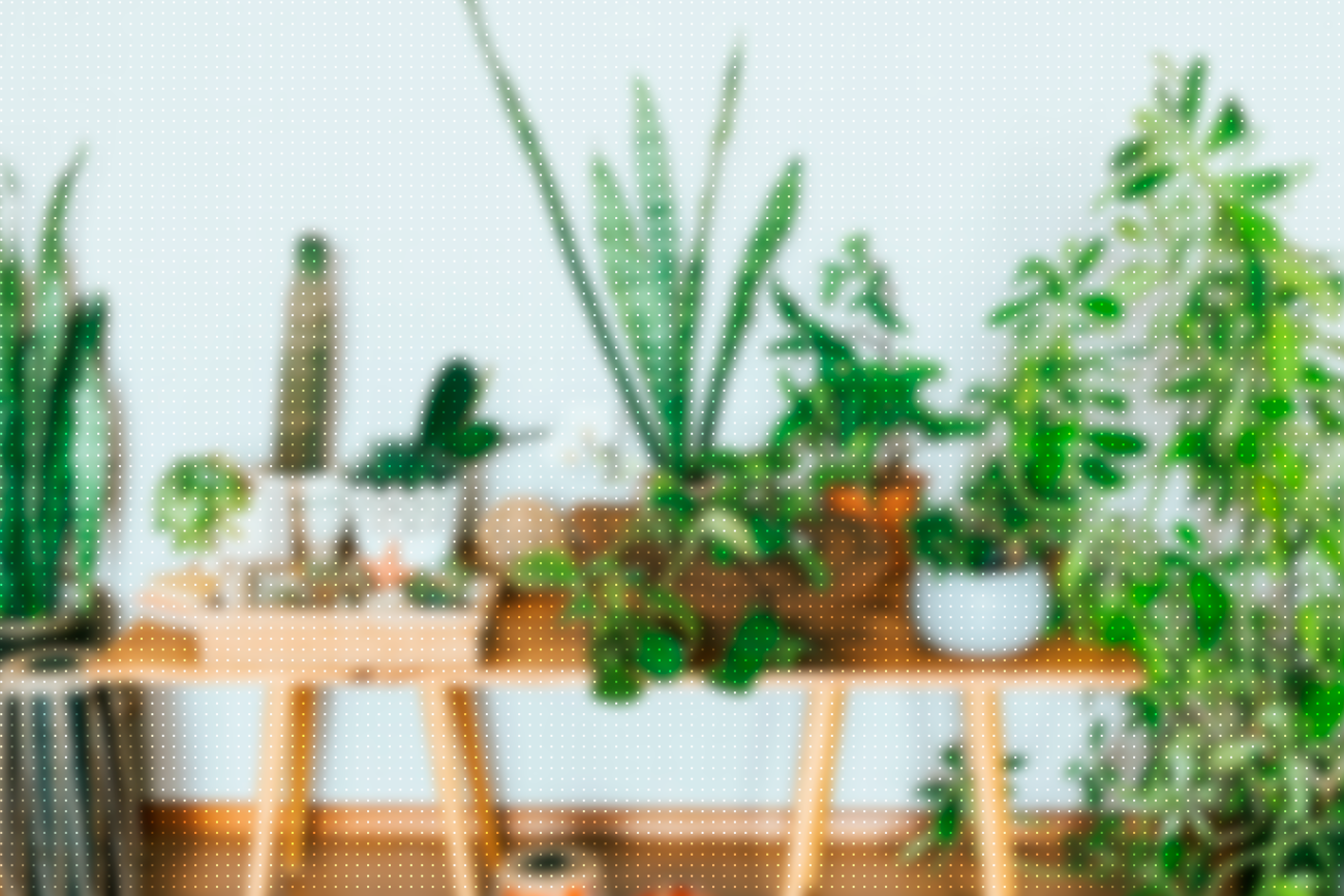 As melhores plantas para ter em casa | Blog Unigran Net